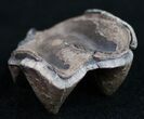 Pleistocene Fossil Tapir Molar - Florida #9962-1